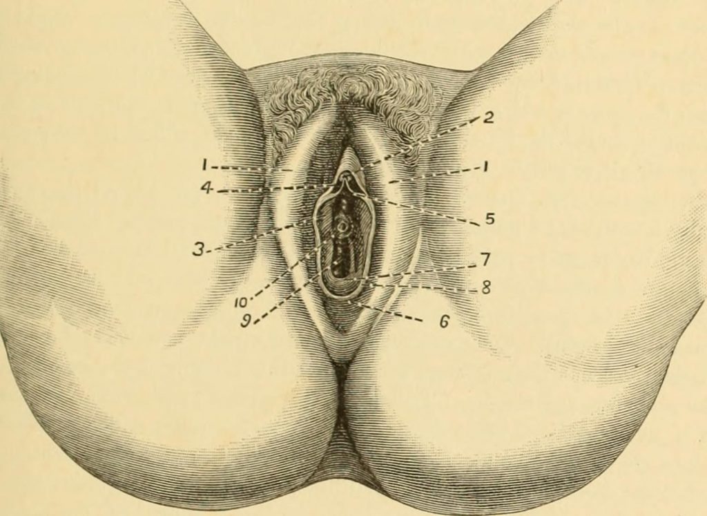 System of Gynecology
