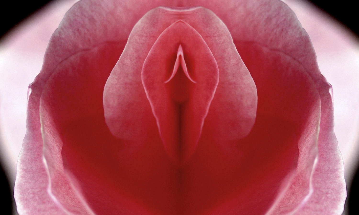 Rose als Symbolbild für Vagina
